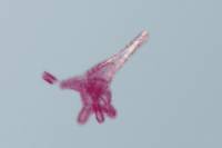 Oursin - embryologie - larve Plutéus x100